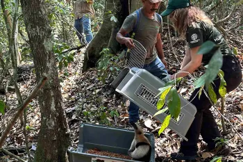 A tamandua getting released into the wild