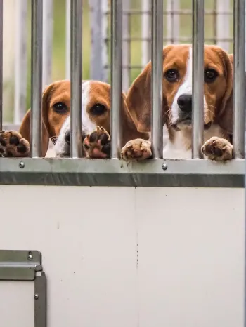 two beagles in a cage with bars
