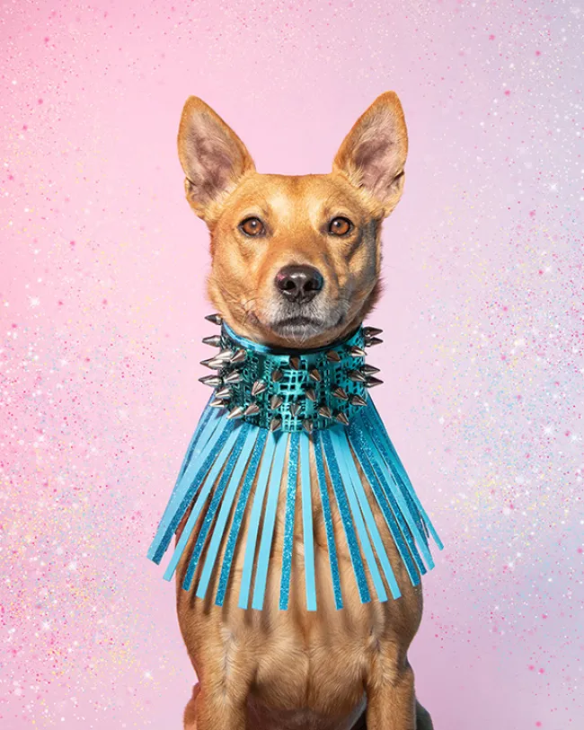 Dog styled and posed for a photoshoot