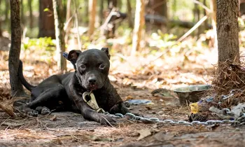 A dog is chained up to a tree and looks pleadingly at the camera