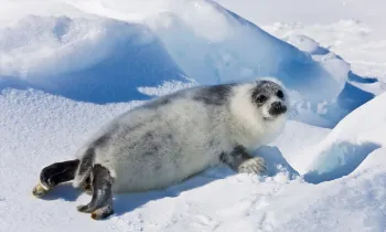 Seal pup Ten-day-old harp seal pup fur starting to turn black, Iles de la Madeleine, Quebec, Canada.