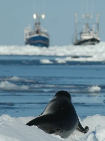 Young harp seal facing sealing vessels as Canada's seal hunt approaches.