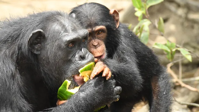 Goofie + Denyon, chimps cared for by Humane World for Animals at its sanctuary, Second Chance Chimpanzee Refuge Liberia.