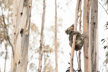 A koala with singed fur clings to a scorched eucalyptus tree during the 2020 fires on Kangaroo Island, Australia..