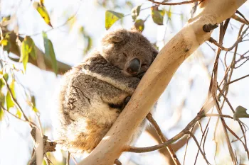 Animals thriving in Australia, years after the wildfires