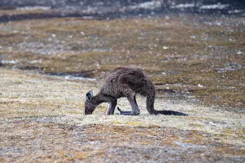 Animals impacted by the Australia wildfires in 2020