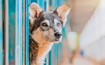 A dog is one of the most common animals in shelters looking for help