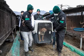The HSI Animal Rescue Team rescues a dog at a dog meat farm in Asan, South Korea