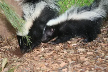 Skunks digging
