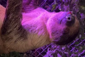 Two sloths fighting in the presence of customers who purchased an encounter with sloths. One sloth suffered from a wound under his chin.