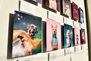 Several photo illustrations of dogs created by Sophie Gamand hanging on a gallery wall