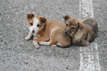 Street dog puppies