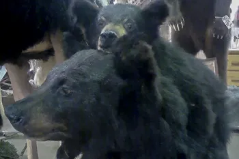 Mother bear with cub taxidermy for sate at Circle M's fall auction