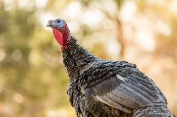 Portrait of a wild turkey