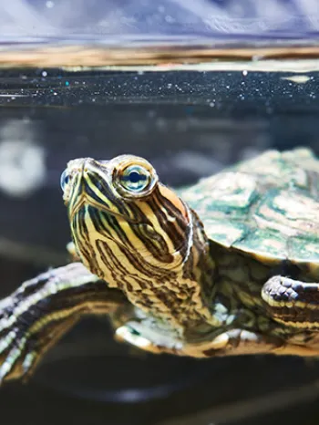 Pet turtle in a home aquarium