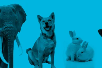 Collage showing portraits of animals