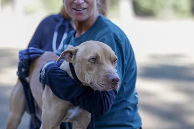 a person carrying a dog