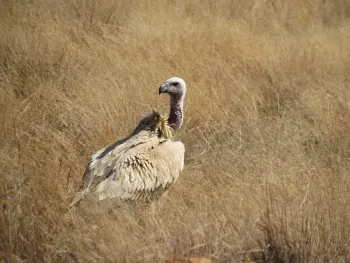 A Cape vulture stands in the brush in South Africa after being released