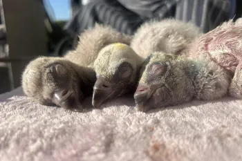 Three Cape vulture hatchlings snuggle on a pink towel