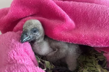 A white-backed vulture chick on a pink blanket at a rescue and rehabilitation facility