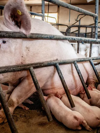 Sow with piglets in a crate
