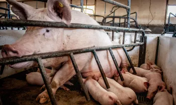 Sow with piglets in a crate