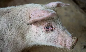 Pig on a factory farm