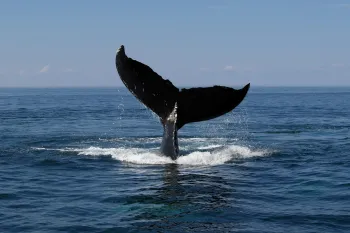 Whale tail