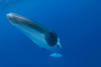 Minke whale