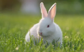 White rabbit in the grass