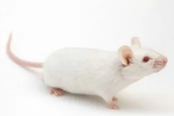 A white mouse
