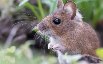 A wild mouse in the grass