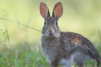 Brown rabbit in the grass