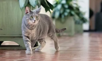 President Biden's cat Willow explores the White House