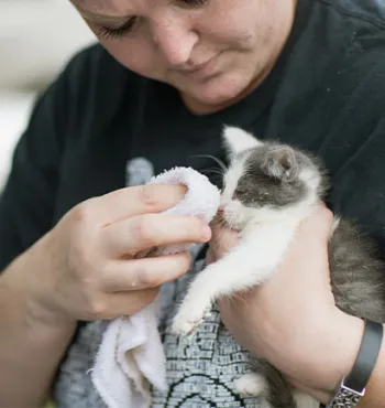 Woman cleaning a kitten's nose.