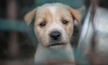 A puppy looks desperately through a chainlink cage with pleading eyes