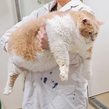 Photo of a woman wearing a white coat holding Biggie, a very overweight white and brown cat.