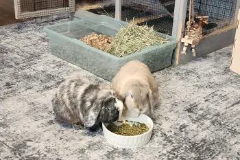 Two pet rabbits in a home eating food out of a bowl.
