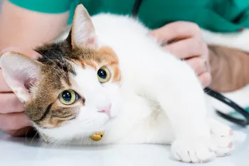 A cat on an exam table being checked by a veterinarian.
