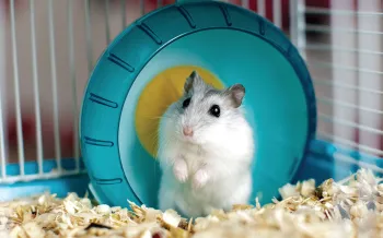 Photo of a cute white gerbil