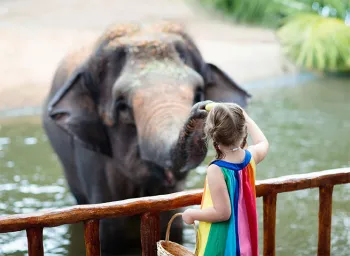 Photo of a little girl with an elephant at a zoo